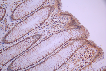 MCM2 Antibody
