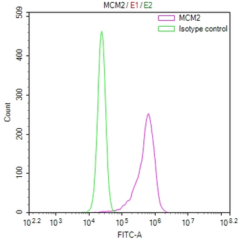 MCM2 Antibody