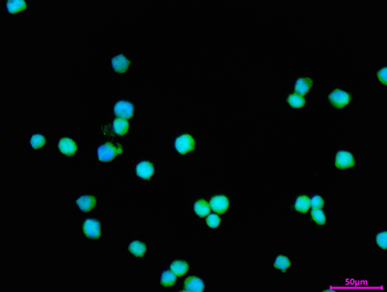 PLIN2 Antibody