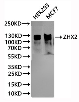 ZHX2 Antibody