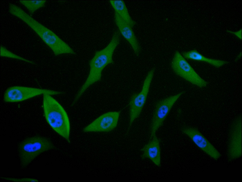 PRDX6 Antibody