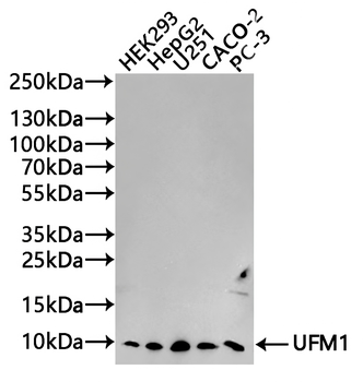 UFM1 Antibody