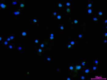 UFM1 Antibody