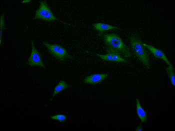CAMK2A Antibody