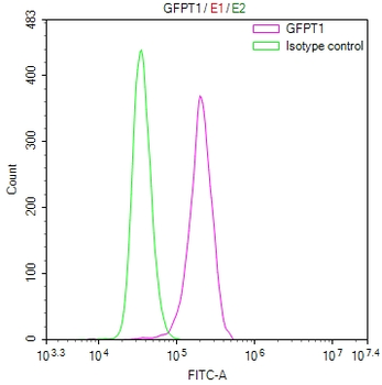 GFPT1 Antibody