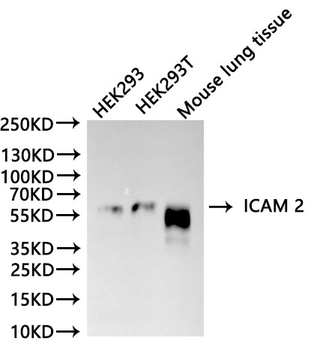 Icam2 Antibody