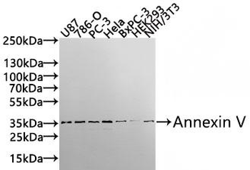ANXA5 Antibody