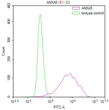 ANXA5 Antibody