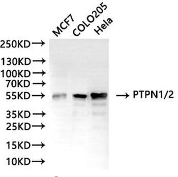 PTPN2&PTPN1 Antibody