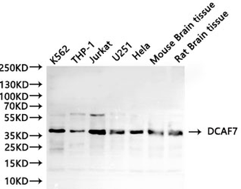 DCAF7 Antibody