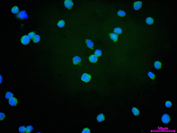 DCAF7 Antibody