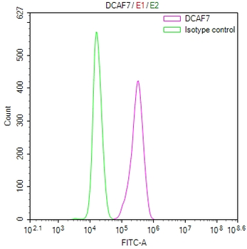 DCAF7 Antibody