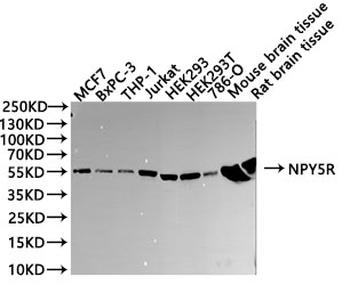 NPY5R Antibody
