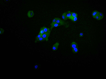 TGOLN2 Antibody