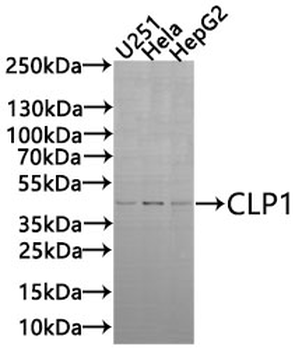 CLP1 Antibody