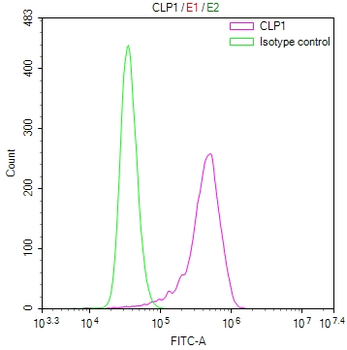 CLP1 Antibody