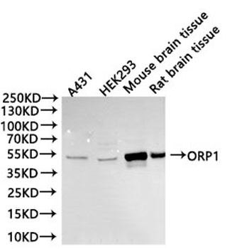 OSBPL1A Antibody