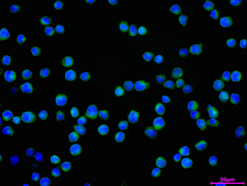 CSPG4 Antibody