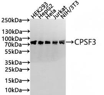 CPSF3 Antibody