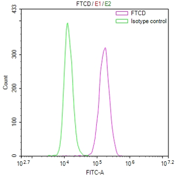 FTCD Antibody