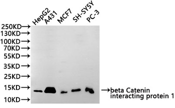 CTNNBIP1 Antibody