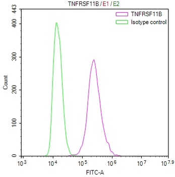 TNFRSF11B Antibody