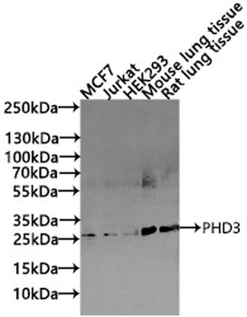 EGLN3 Antibody
