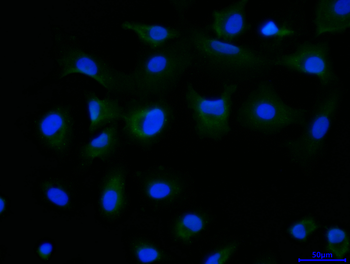 EGLN3 Antibody
