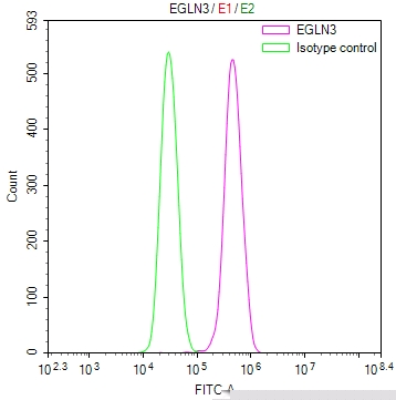 EGLN3 Antibody