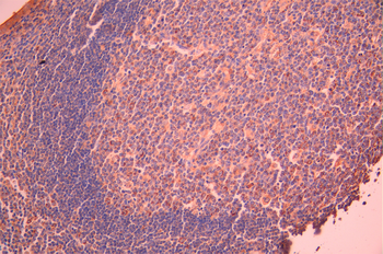 IGHM Antibody