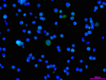 IGHM Antibody