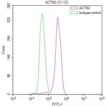 ACTN2 Antibody