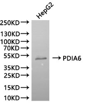 PDIA6 Antibody
