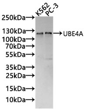 UBE4A Antibody