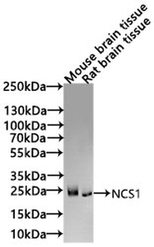 NCS1 Antibody