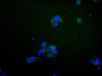 NCS1 Antibody