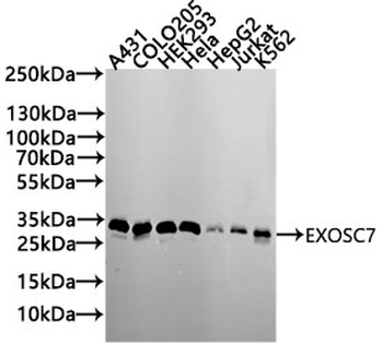 EXOSC7 Antibody