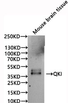 QKI Antibody