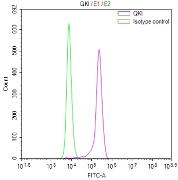 QKI Antibody