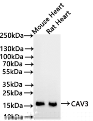 CAV3 Antibody