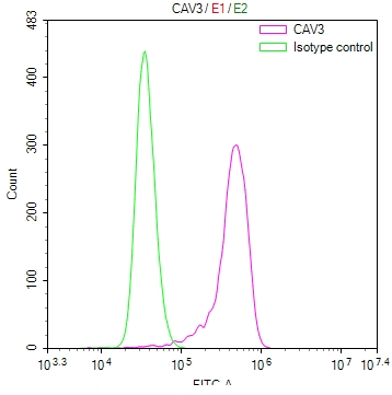 CAV3 Antibody