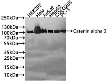 CTNNA3 Antibody