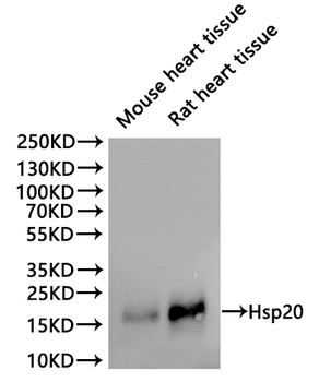 HSPB6 Antibody