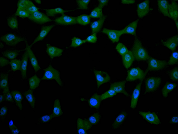 HSPB6 Antibody