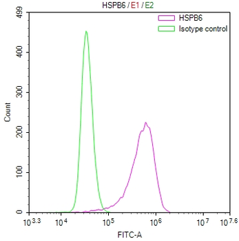 HSPB6 Antibody