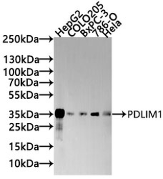 PDLIM1 Antibody