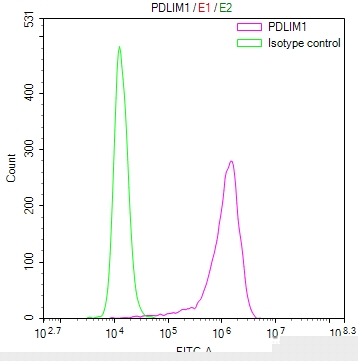 PDLIM1 Antibody
