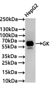 GK Antibody
