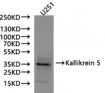 KLK5 Antibody