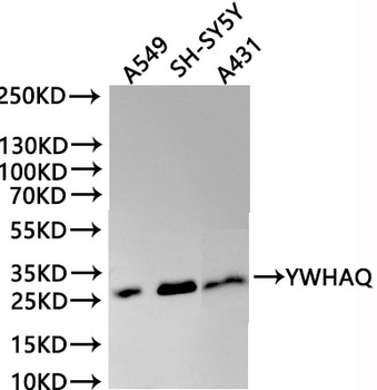 YWHAQ Antibody